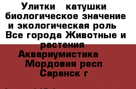 Улитки – катушки: биологическое значение и экологическая роль - Все города Животные и растения » Аквариумистика   . Мордовия респ.,Саранск г.